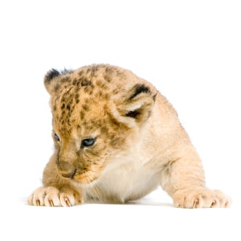 Lion Cub  (3 weeks) lying down in front of a white background. All my pictures are taken in a photo studio.