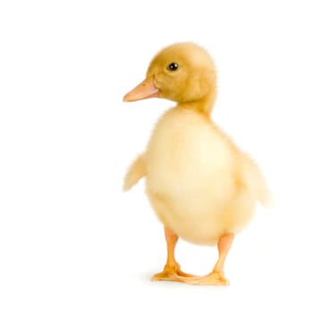 Duckling in front of a white background