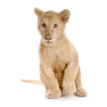 studio shot of a white Lion Cub  (5 months) in front of a white background.