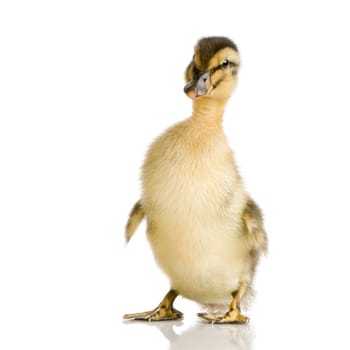 Duckling in front of a white background