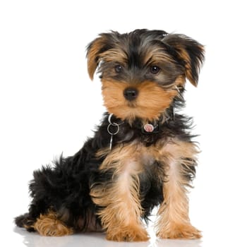 pupyy Yorkshire Terrier in front of a white background