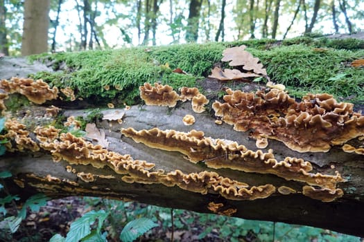 Schichtpilz, vermutlich Stereum hirsutum an einem umgestürzten Baum, Hessen, Deutschland, Trendelburg