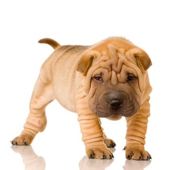 Sharpei in front of a white background