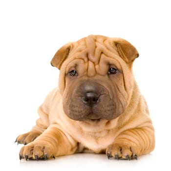 Sharpei in front of a white background