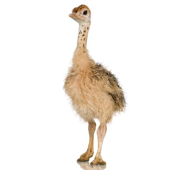 Ostrich Chick in front of a white background