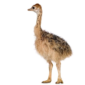 Ostrich Chick in front of a white background
