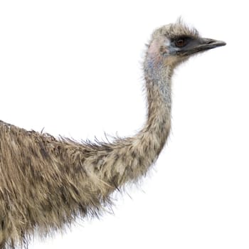 Emu in front of a white background