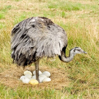 Ostrich Chick in front of a white background