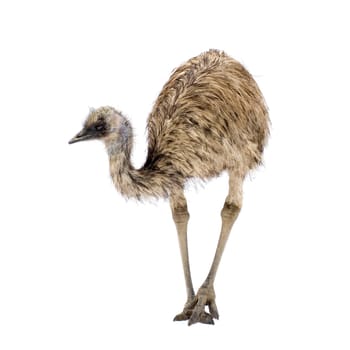 Emu in front of a white background