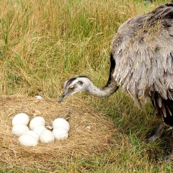 Ostrich Chick in front of a white background