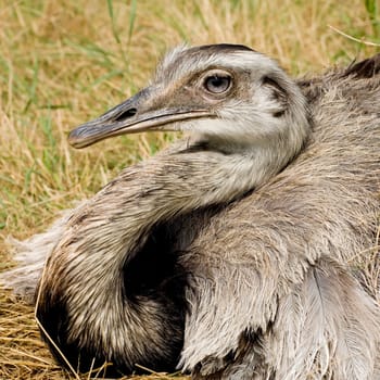 Ostrich Chick in front of a white background