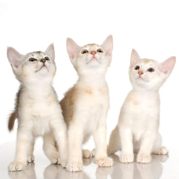 kiten Abyssinian in front of a white background