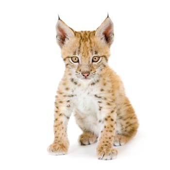 Lynx cub in front of a white background