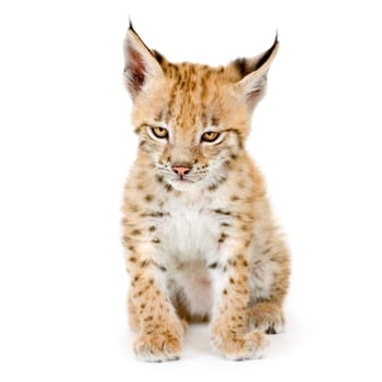 Lynx cub in front of a white background