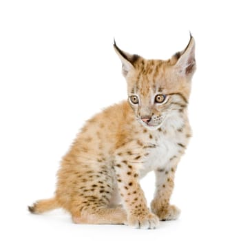 Lynx cub in front of a white background