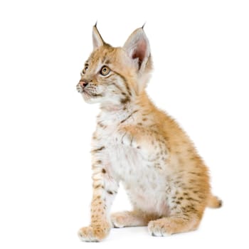 Lynx cub in front of a white background