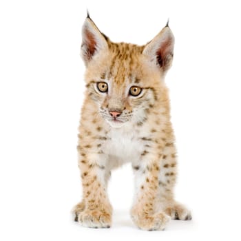 Lynx cub in front of a white background