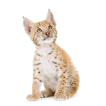 Lynx cub in front of a white background