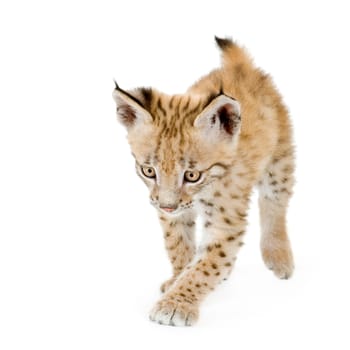 Lynx cub in front of a white background