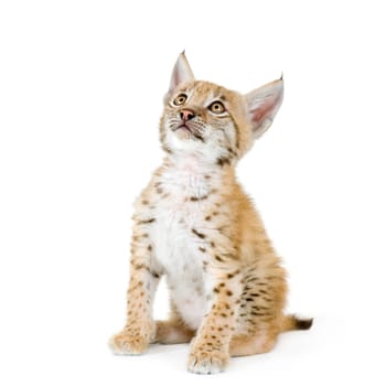 Lynx cub in front of a white background