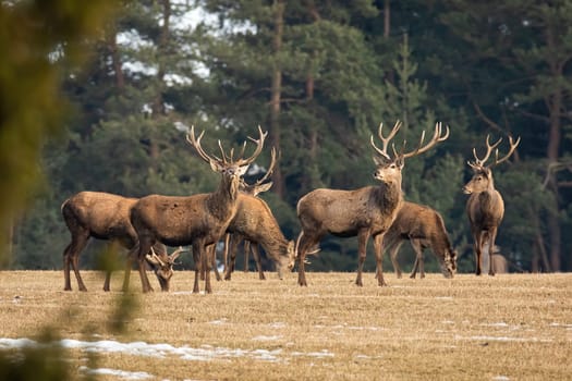 Herd of red deer, cervus elaphus, standing on dry field in autumn nature. Group of stag looking on meadow in fall. Many brown mammals observing on glade.