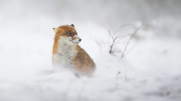 Red fox, vulpes vulpes, sitting on white pasture in winter snowstorm. Orange mammal looking on snowy meadow in blizzard. Furry animal observing on snow in wintertime.