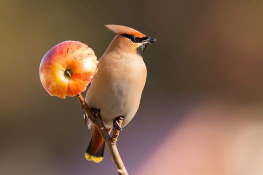 Bohemian waxwing, bombycilla garrulus, sitting on twig with apple in sunlight. Brown songbird resting on tree in winter sun. Feathered animal with crest observing on bough-