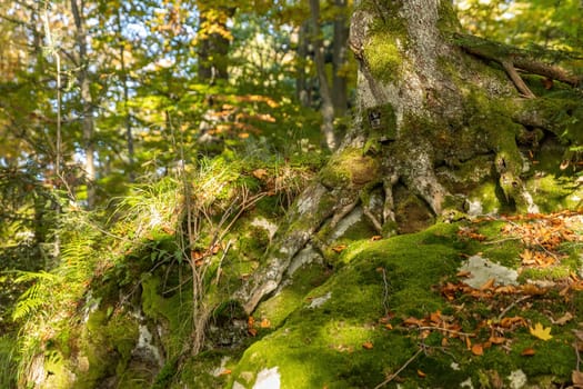 Trail camera very well hidden under a moss on a large tree in summer forest. Scouting device for monitoring wildlife camouflaged on in woodland from wide angle perspective.