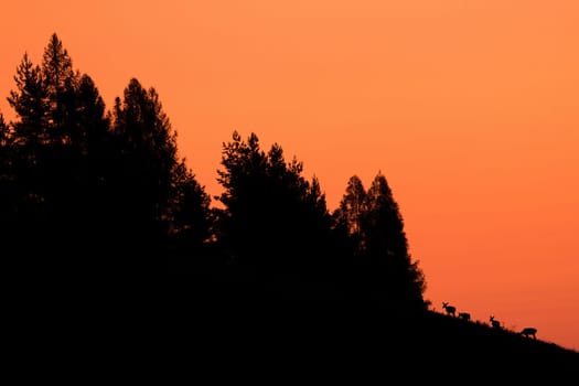 Silhouette of red deer, cervus elaphus, grazing in mountains in orange light. Outline of bunch of mammals feeding in forest. Group of wild animals standing in woodand in backlit.
