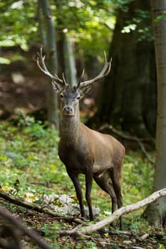 Red deer, cervus elaphus, looking to the camera in forest in vertical shot. Stag standing in fresh woodland in summer. Antlered mammal staring in green wilderness.
