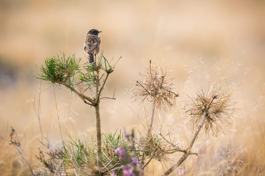 European stonechat, saxicola rubicola, sitting on a pine tree with copy space. Small bird resting on a bush in open country from back view. Animal wildlife in nature.