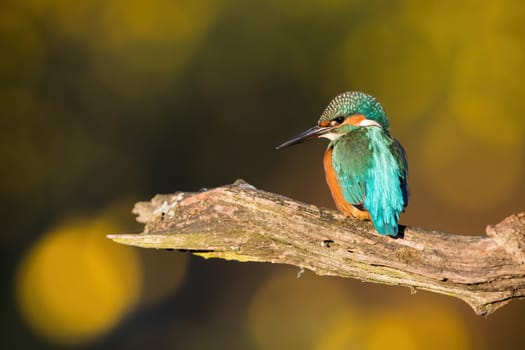 Common kingfisher, alcedo atthis, sitting on branch in autumn sunlight. Colorful bird resting on wood in fall from side. Exotic turquoise feathered animal looking on tree.