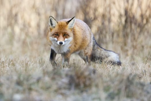 Red fox, vulpes vulpes, approaching on dry meadow in autumn nature. Furry mammal looking to the camera on field. Orange predator walking on pasture in fall.