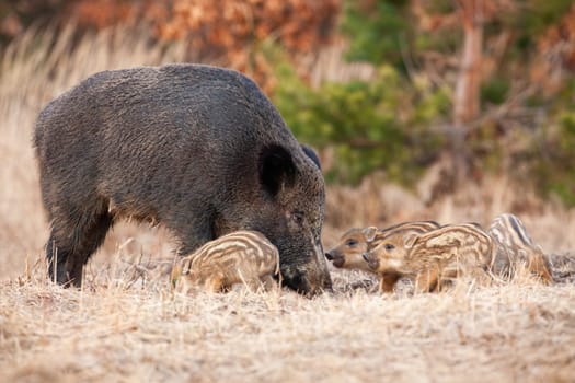 Wild boar, sus scrofa, with piglets feeding on dru field in autumn. Group of little pigs with mother digging with snout in ground. Multiplne cubs sniffing on meadow.