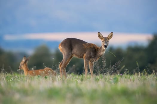Two roe deer, capreolus capreolus, grazing on green pasture in autumn nature. Hind looking to the camera on field in fall. Brown female mammal eating on glade.