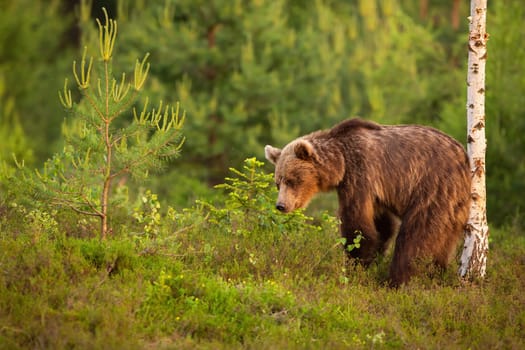 Brown bear, ursus arctos, scratching its back on a birch tree in summer nature. Wild mammal in moorland from side view with copy space. Natural behavior of wild animal marking territory.