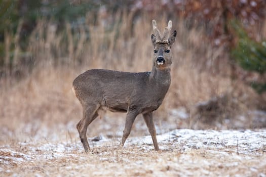 Roe deer, capreolus capreolus, with velvet antlers looking on field in winter. Roebuck watching on white pasture in wintertime. Antlered mammal observing on glade.
