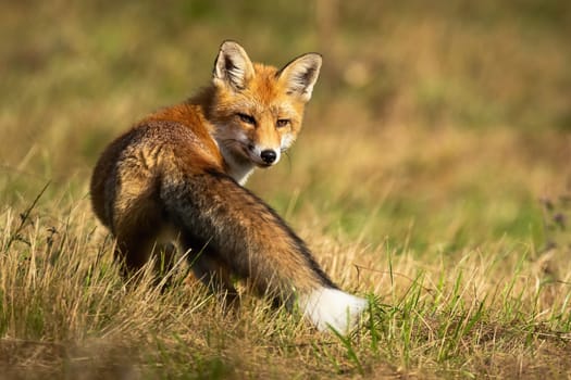 Red fox, vulpes vulpes, looking behind on grassland in autumn sunlight. Orange predator watching over the shoulder in meadow. Fluffy mammal staring back on pasture.
