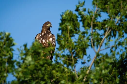 White-tailed eagle, haliaeetus albicilla, sitting on tree crown in summer. Juvenile predator observing on branch with blue sky in background. Young featehred hunter looking on bough.