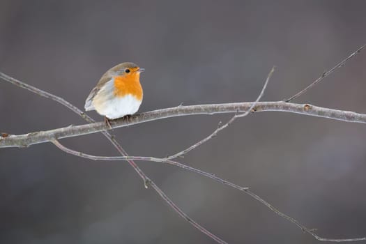european robin, erithacus rubecula, sitting on tree with frost in winter. Brown and orange songbird resting on twig. Redbreast animal looking on branch.