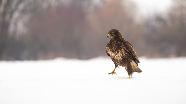 Common buzzard, buteo buteo, walking on snow in wintertime nature. Bird of prey moving on white field in winter. Brown feathered animal marching on snowy pasture.