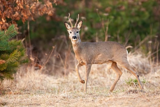 Roe deer, capreolus capreolus, walking on dry meadow in springtime nature. Roebuck looking to the camera on field in spring. Antlered mammal moving on pasture.