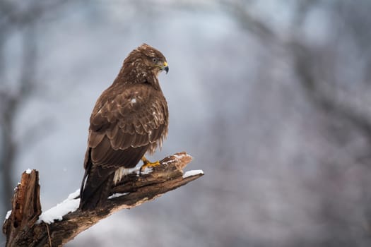 Common buzzard, buteo buteo, sitting on snowy branch in winter forest. Bird of prey resting on white tree in wintertime. Brown hunter looking in woodland.