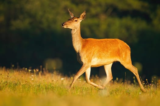 Red deer, cervus elaphus, running on pasture in summertime sunlight. Brown hind walking on green meadow in sunlit. Wild female mammal in movement on glade.