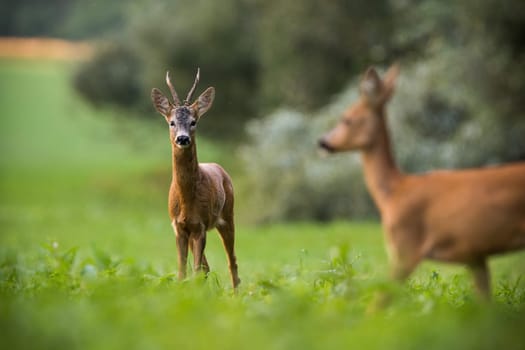 Two roe deer, capreolus capreolus, standing on grassland in summertime nature. Buck and doe looking to each other on green field. Male and female watching on pasture.