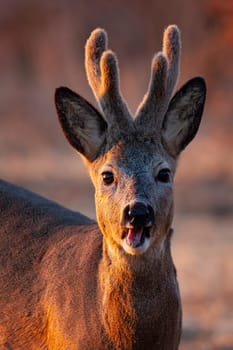 Portrait of roe deer, capreolus capreolus, chewing on field in spring evening light. Buck with velvet antlers looking to the camera in close up. Brown mammal with open mouth in vertical shot.