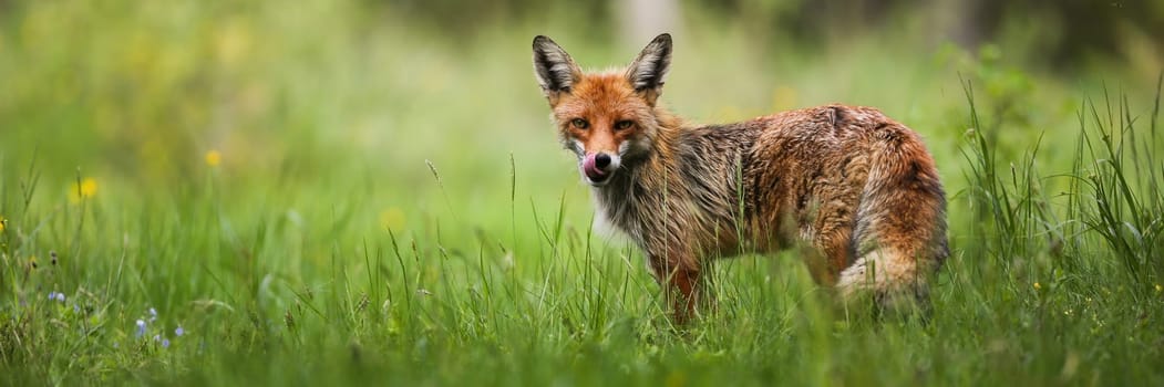 Red fox, vulpes vulpes, observing on fresh grassland with space for text. Orange predator licking mouth on meadow. Wild mammal standing on green wilderness in summer.