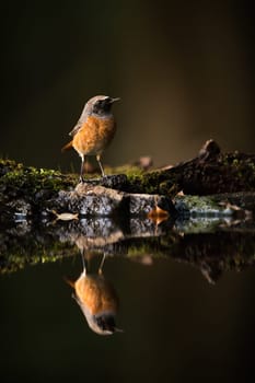 Male of common redstart, phoenicurus phoenicurus, sitting above pond in forest. Vertical composition of little bird with orange or red belly and dark head resting near water.