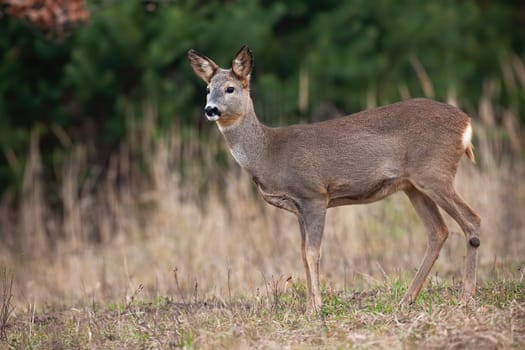 Roe deer, capreolus capreolus, observing on dry grassland in autumn nature. Female mammal looking on pasture in fall. Doe watching on field from side.