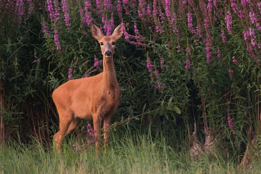 Female roe deer, capreolus capreolus, standing next to blooming flowers in summer. Doe looking to the camera on meadow. Feathered mammal staring on grassland.